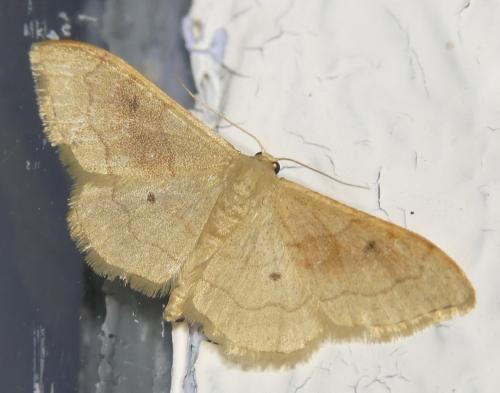 Idaea rubraria